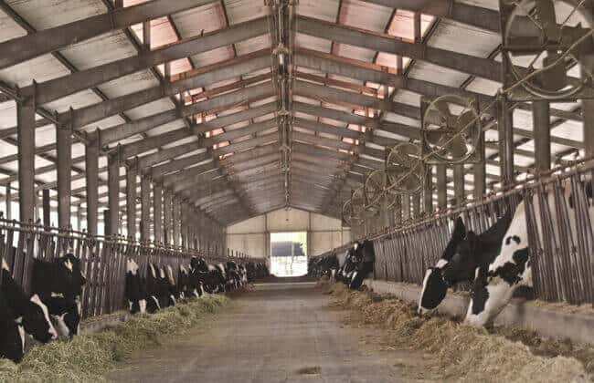 bâtiments d'élevage à structure métallique