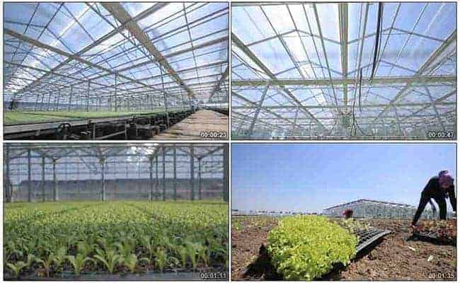 steel structure Greenhouse farming