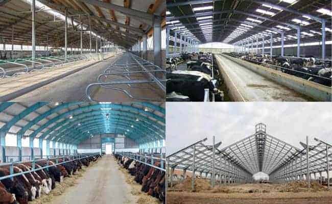 Steel Structure Cowshed