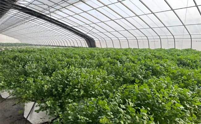 Steel structure greenhouse